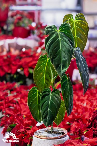 Jeune plante de philodendron melanochrysum avec de grandes feuilles vert foncé brillantes, idéale pour l'intérieur, améliorant la qualité de l'air.